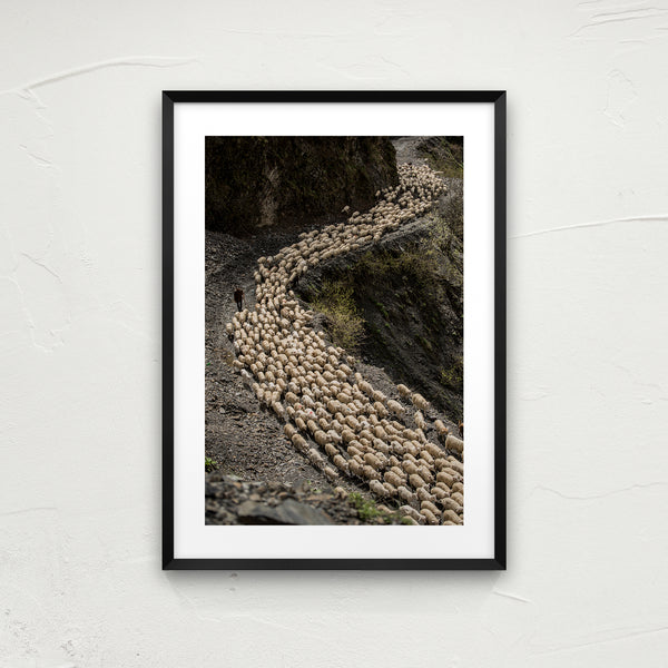 O the shepherds trail