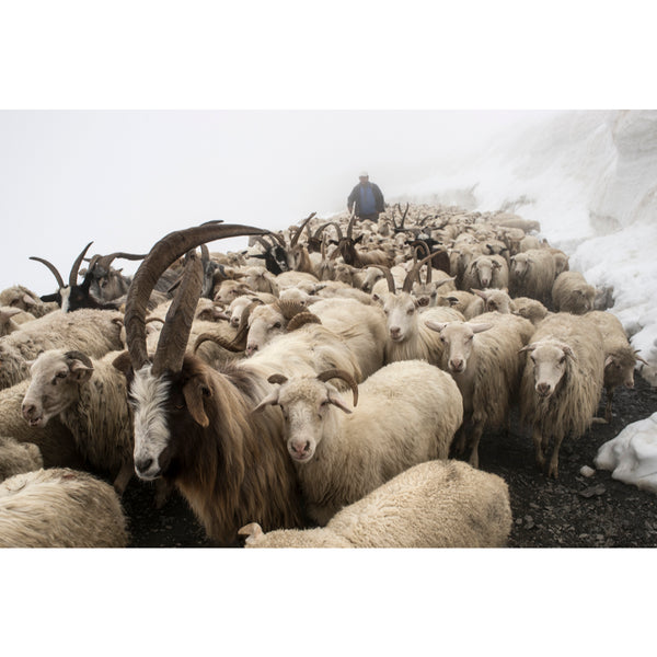At the head of the herd