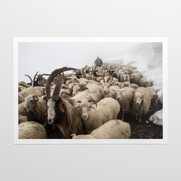 At the head of the herd