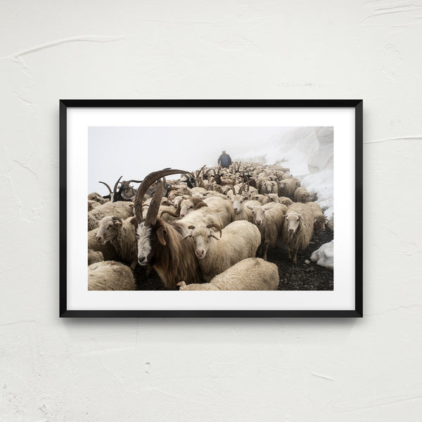 At the head of the herd