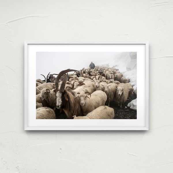 At the head of the herd