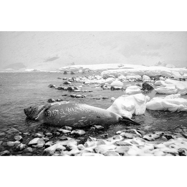 Shore of Coverville Island.