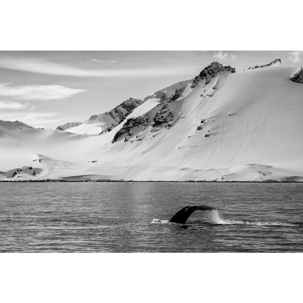 Humpback whale.