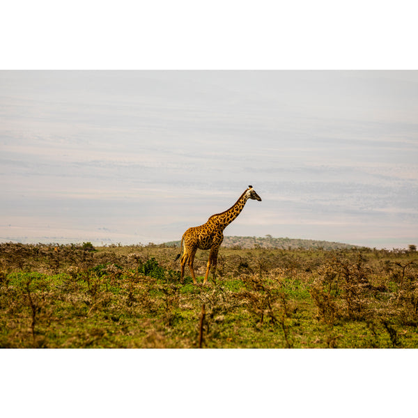Serengeti National Park.