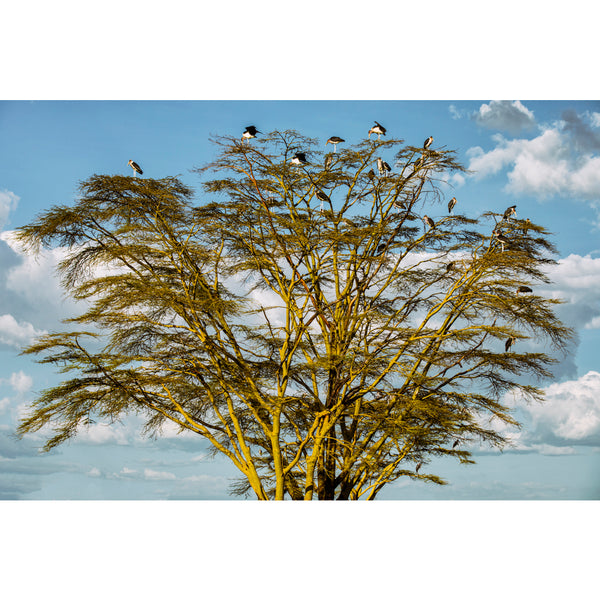 Marabou tree.