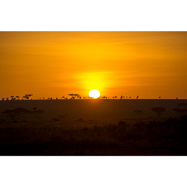 Serengeti horizon.