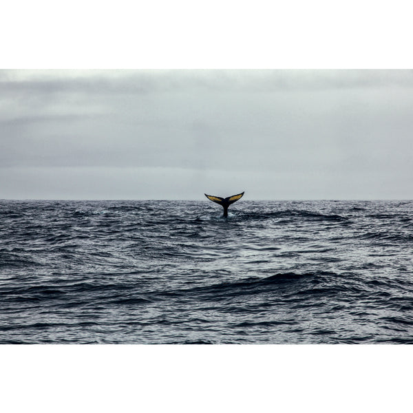 Humpback whale tail.