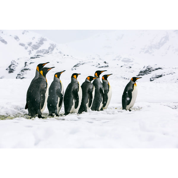 King penguins.