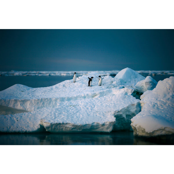 Adelie penguins.