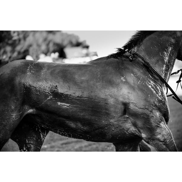 After the Gallop