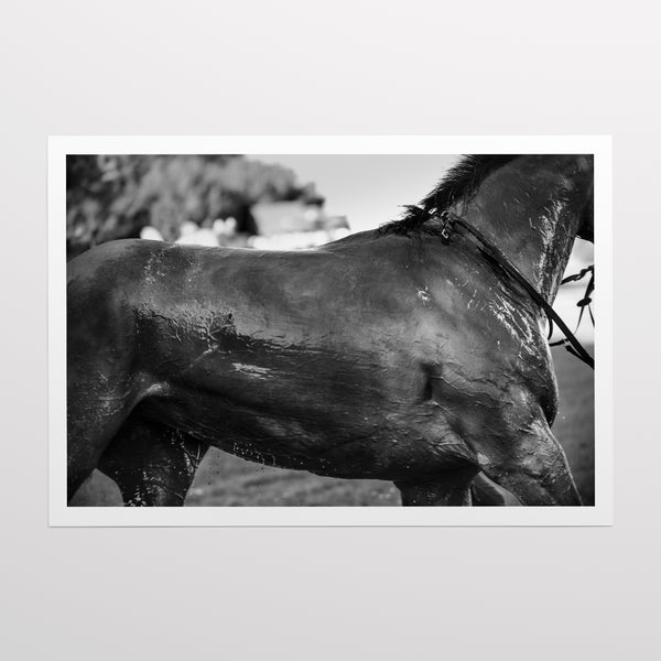 After the Gallop