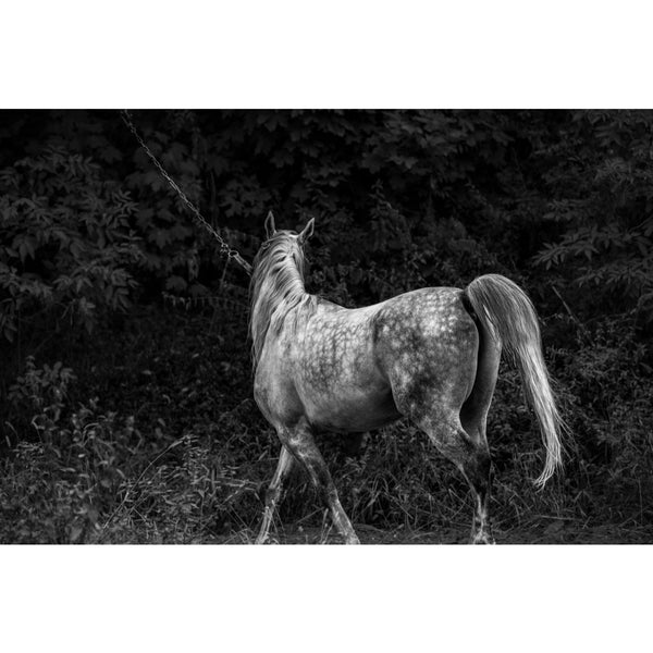 Equine Elegance