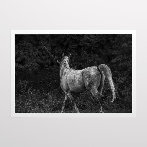 Equine Elegance