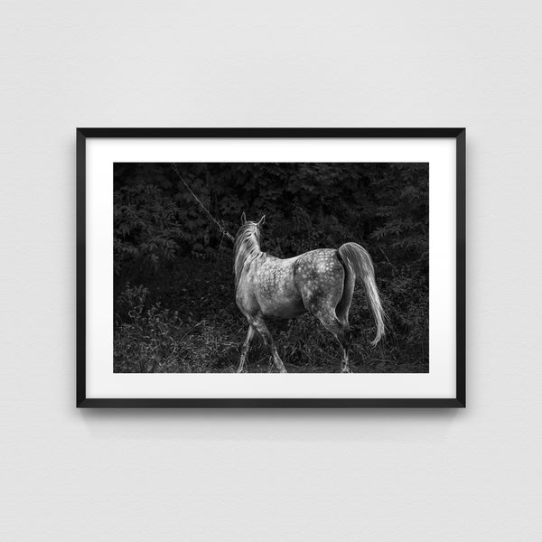 Equine Elegance
