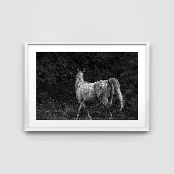 Equine Elegance