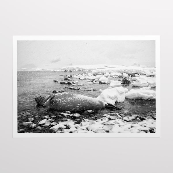 Shore of Coverville Island.