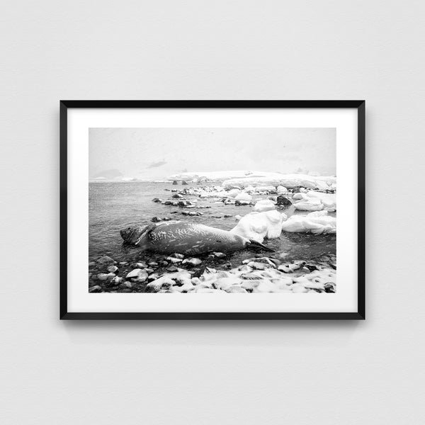 Shore of Coverville Island.