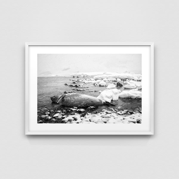 Shore of Coverville Island.