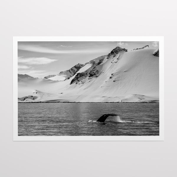 Humpback whale.