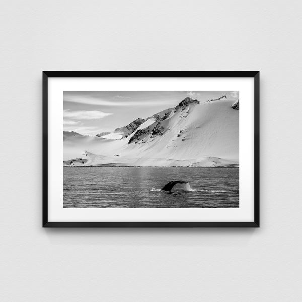 Humpback whale.