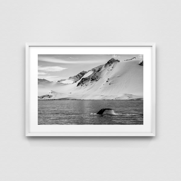 Humpback whale.