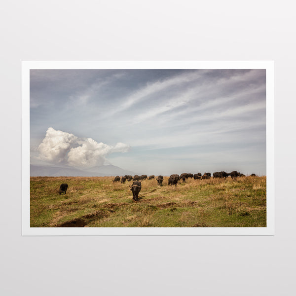 Buffaloes in the Serengeti National Park.