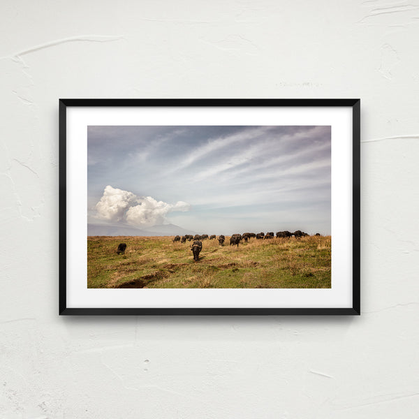 Buffaloes in the Serengeti National Park.