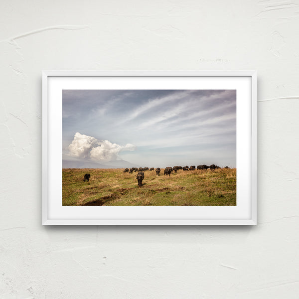 Buffaloes in the Serengeti National Park.
