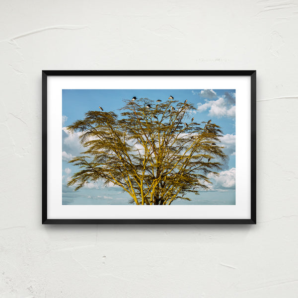 Marabou tree.