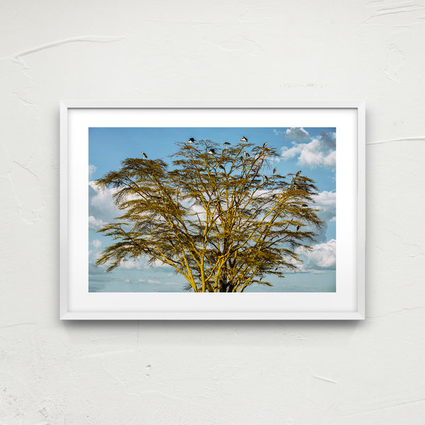 Marabou tree.