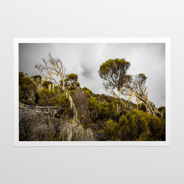 Foggy forest on the slopes of Kilimanjaro.