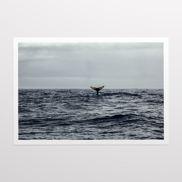 Humpback whale tail.