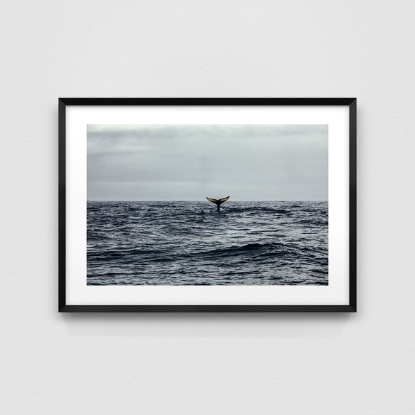 Humpback whale tail.