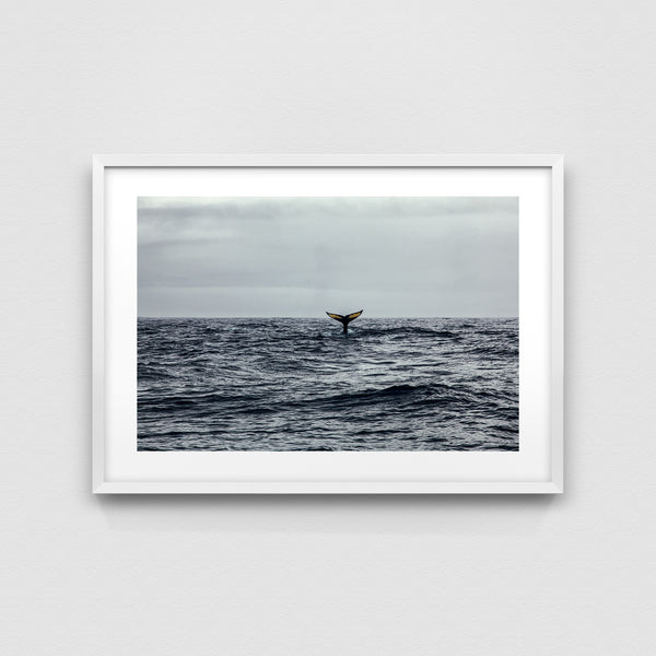Humpback whale tail.