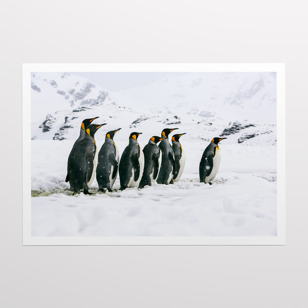 King penguins.