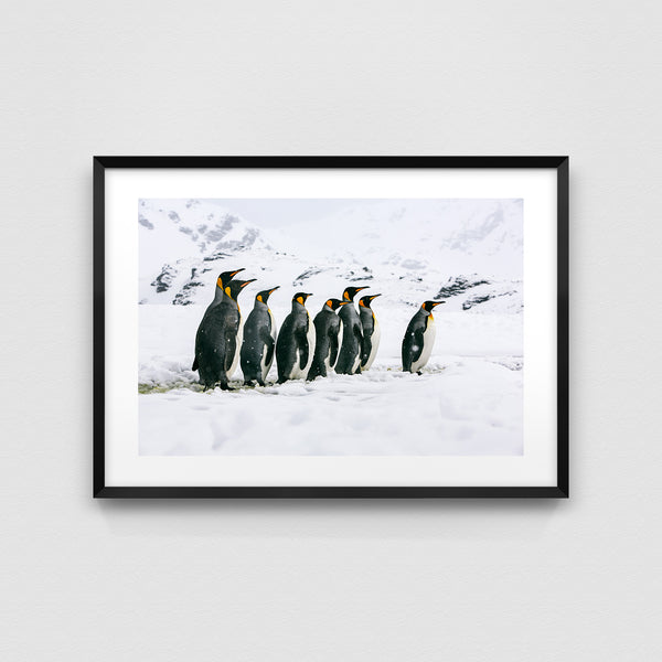 King penguins.