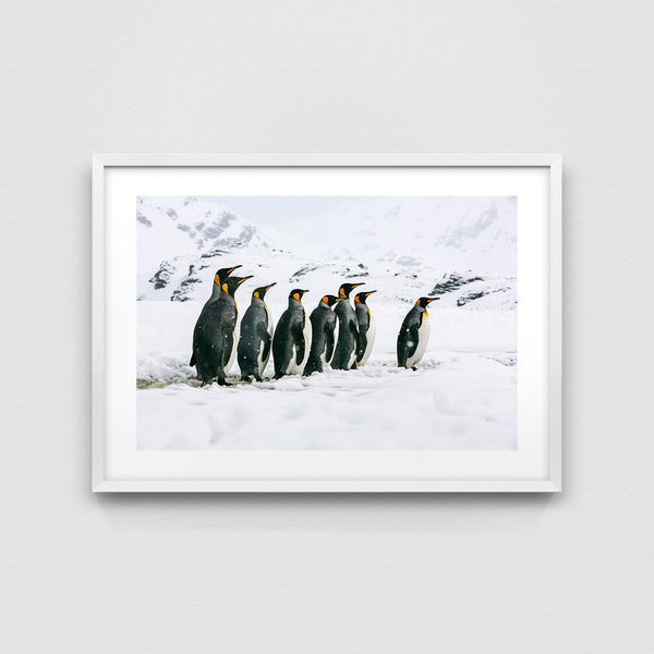King penguins.
