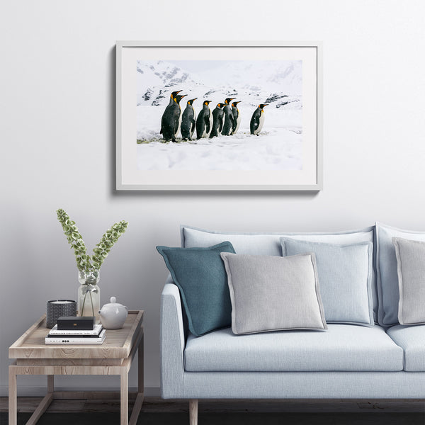 King penguins.