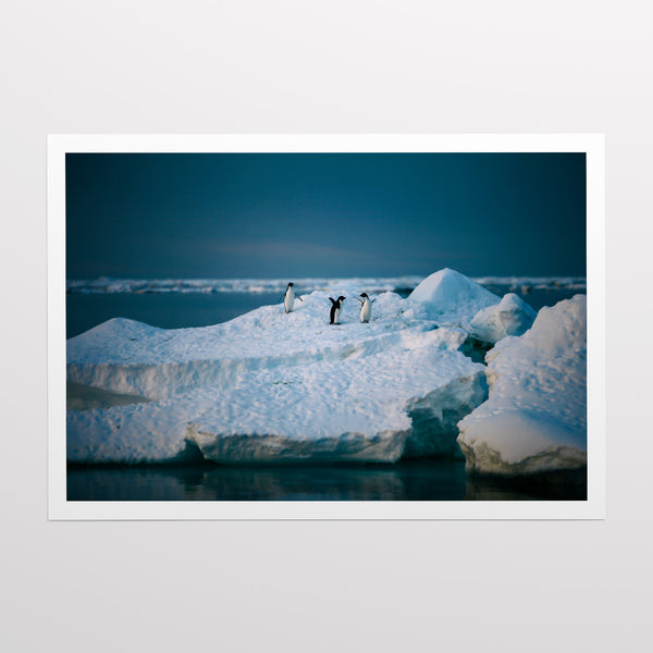 Adelie penguins.