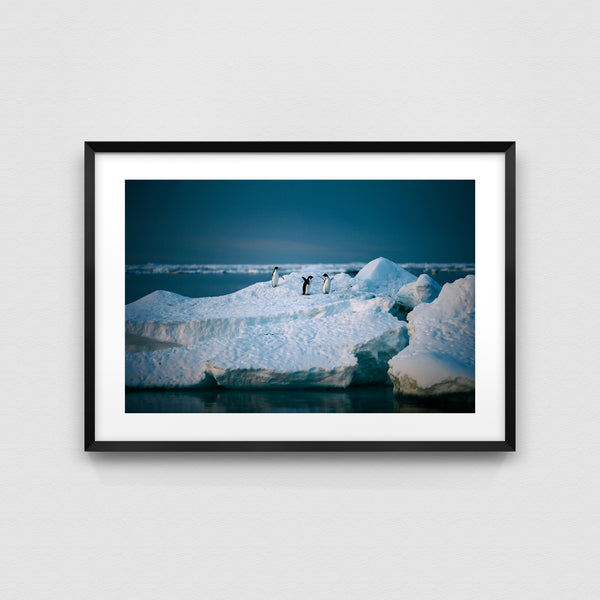 Adelie penguins.
