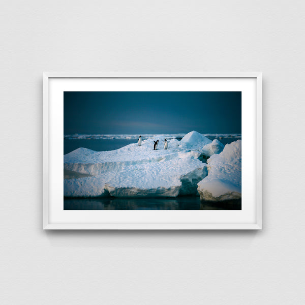 Adelie penguins.