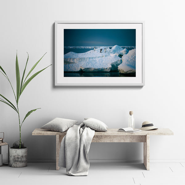 Adelie penguins.