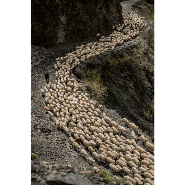 O the shepherds trail