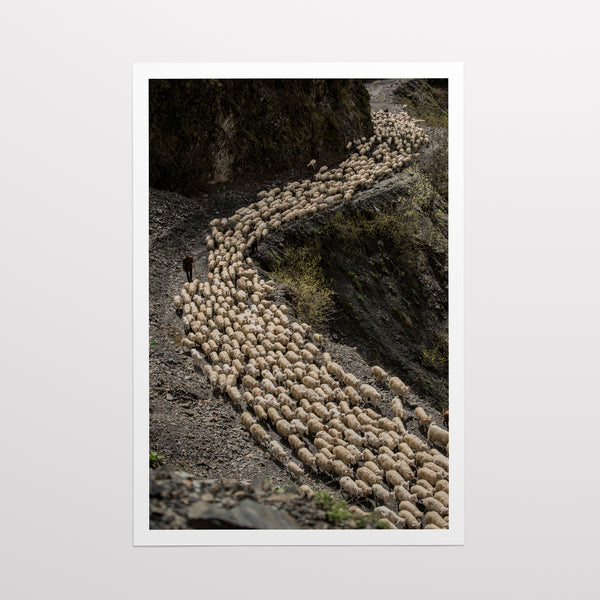 O the shepherds trail