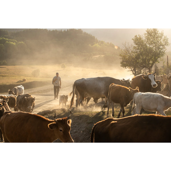 Return from the meadow to Lower Omalo