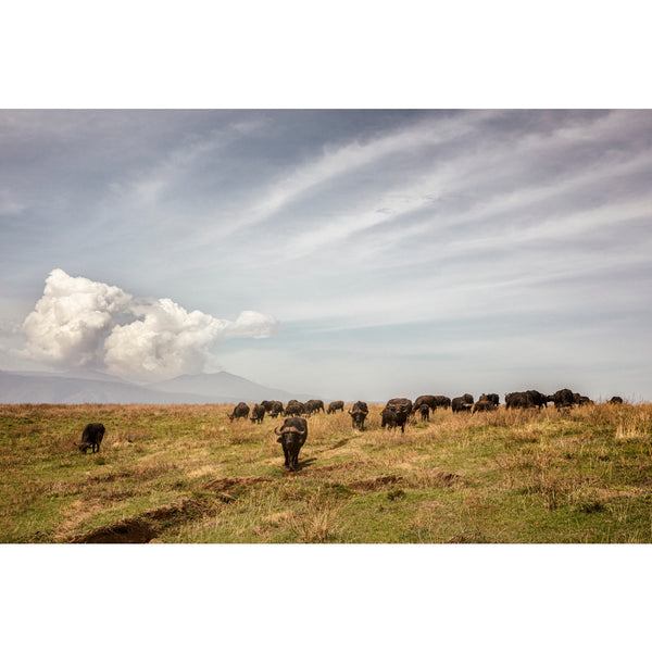 Buffaloes in the Serengeti National Park.