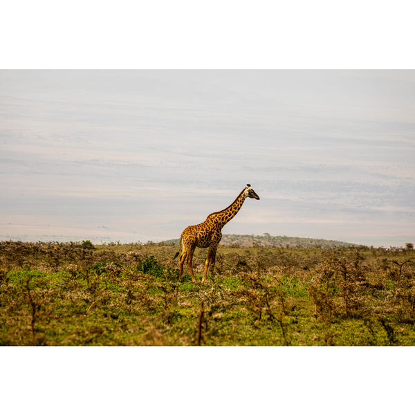 Serengeti National Park.