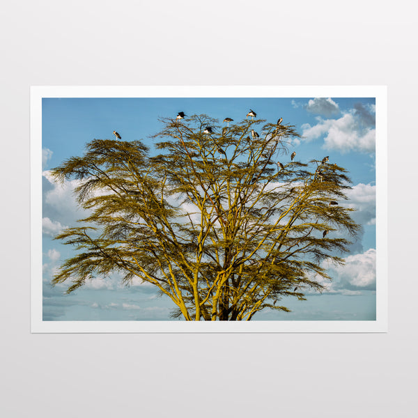Marabou tree.