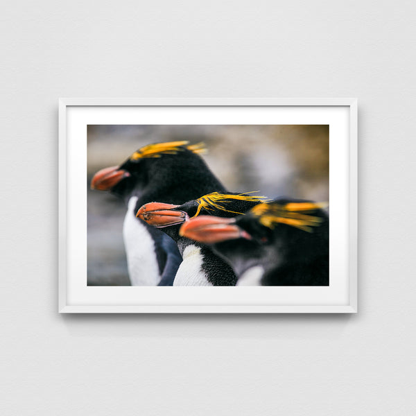 The Macaroni penguins.